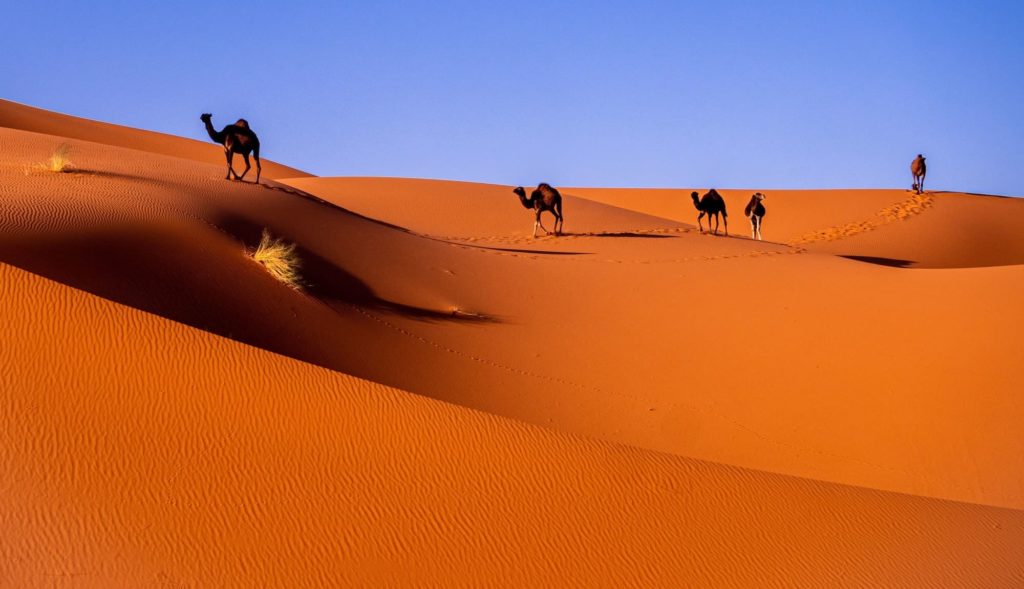 desert landscape with five camels on the crest of a hill