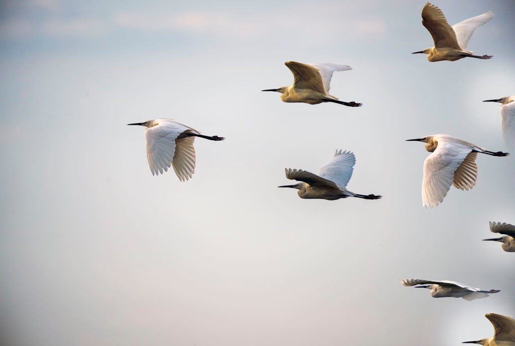 Herons flying together behind a lead bird, representing thought leadership strategy