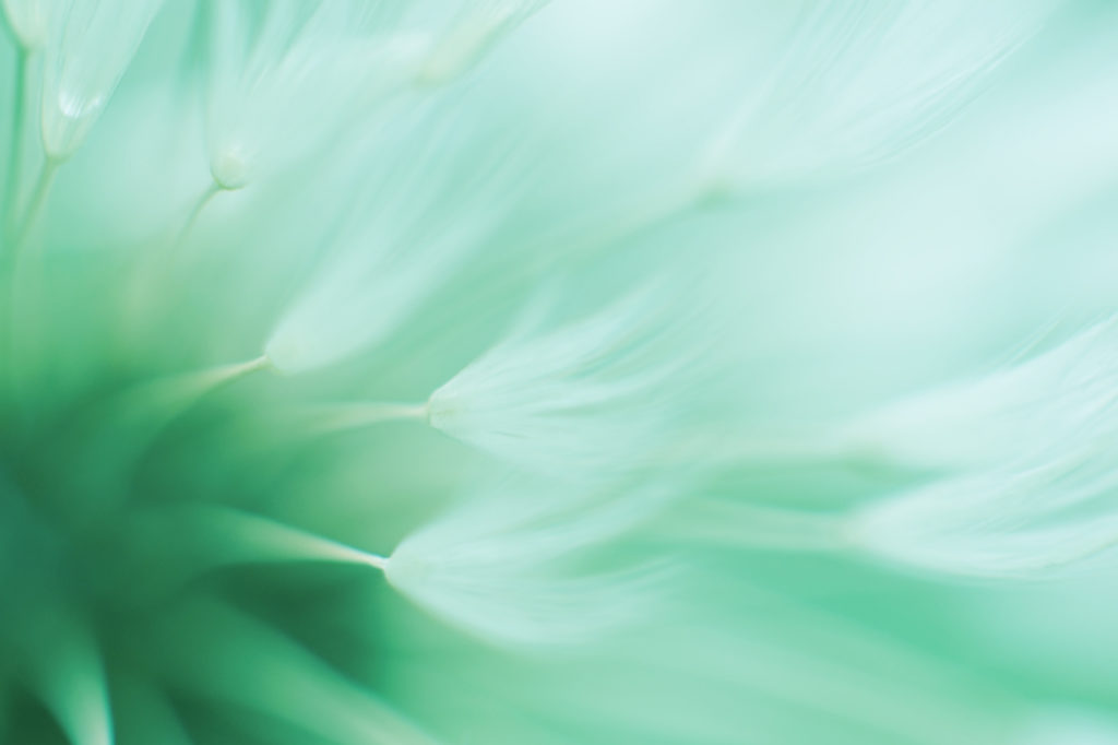 Green macro close up of dandelion abstracted