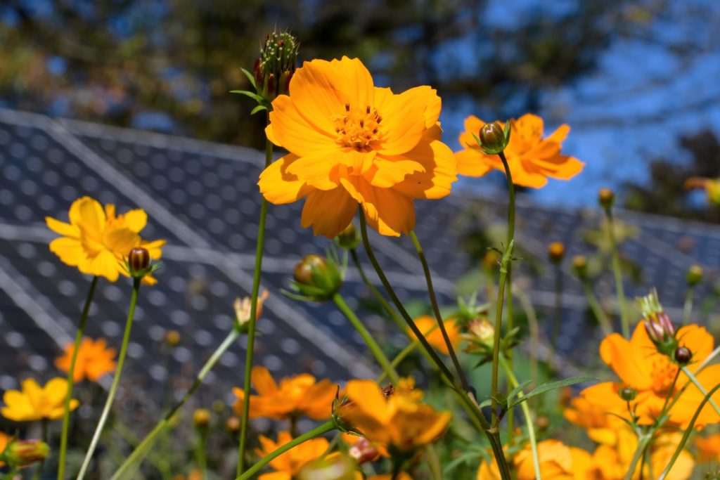 Solar panels and flowers representing energy media relations strategy